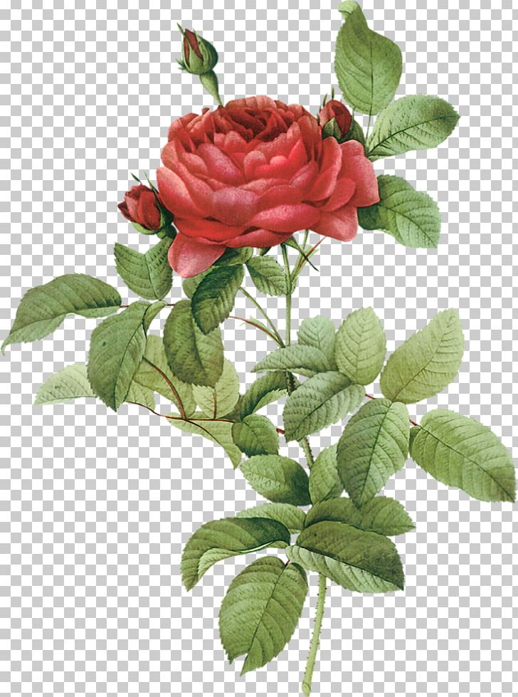 French Rose Botanical Illustration Botany Flower Drawing PNG, Clipart, Botanical , Cicek, Cut Flowers, Damask Rose, Dogrose Free PNG Download