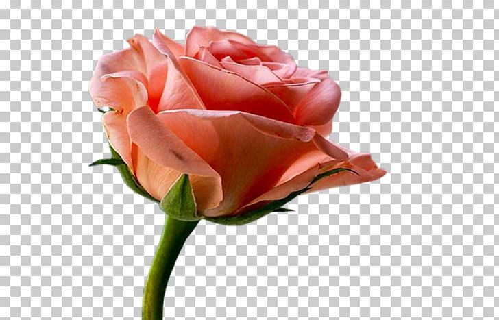 Garden Roses Cabbage Rose Floribunda Cut Flowers Sildenafil PNG, Clipart, Asena, Bud, Closeup, Cut Flowers, Finasteride Free PNG Download