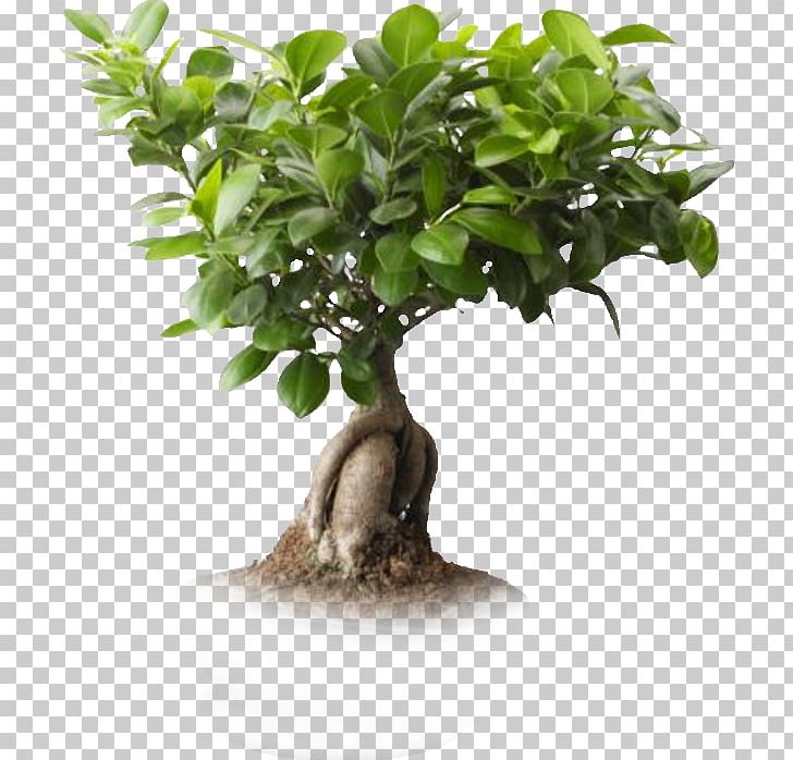 Saint Petersburg Ficus Microcarpa Ficus Retusa Weeping Fig Bonsai PNG, Clipart, Ago, Artikel, Branch, Evergreen, Fig Trees Free PNG Download