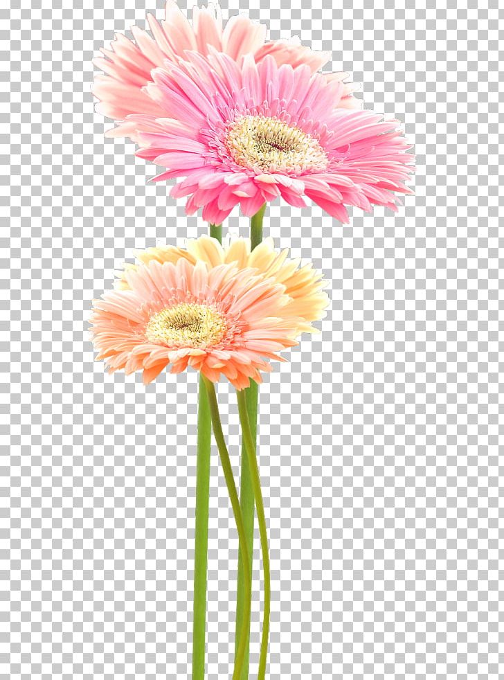 Transvaal Daisy Chamomile PNG, Clipart, Annual Plant, Aster, Asterales, Chamomile, Chrysanths Free PNG Download