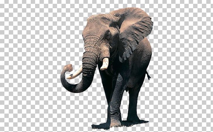 African Elephant Desktop Elephantidae Indian Elephant PNG, Clipart, 1080p, Animal, Asian Elephant, Desktop Wallpaper, Display Resolution Free PNG Download