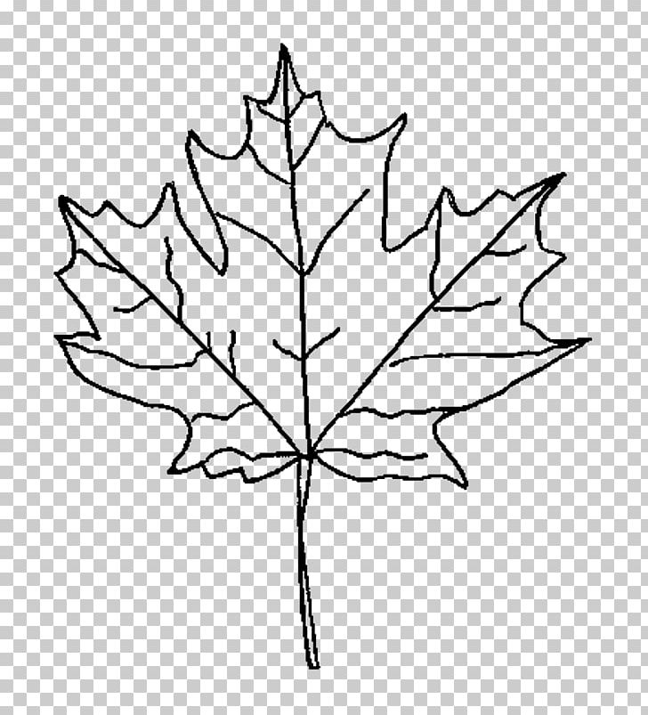 How to Draw a Maple Leaf | Design School