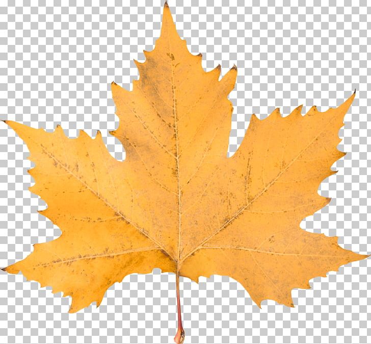 Maple Leaf PNG, Clipart, Animation, Autumn, Autumn Leaf Color, Computer Icons, Email Free PNG Download