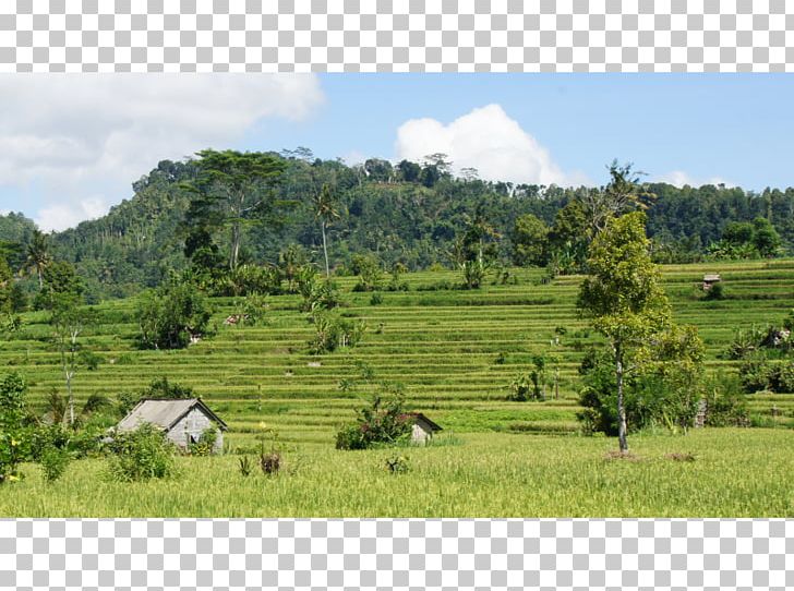 Mount Scenery Plant Community Nature Reserve Vegetation Grassland PNG, Clipart, Agriculture, Community, Farm, Field, Grass Free PNG Download