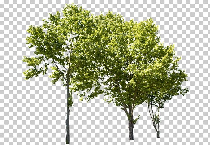 Tree Populus Nigra Birch American Sycamore PNG, Clipart, American Sycamore, Birch, Branch, Cottonwood, Cutout Free PNG Download
