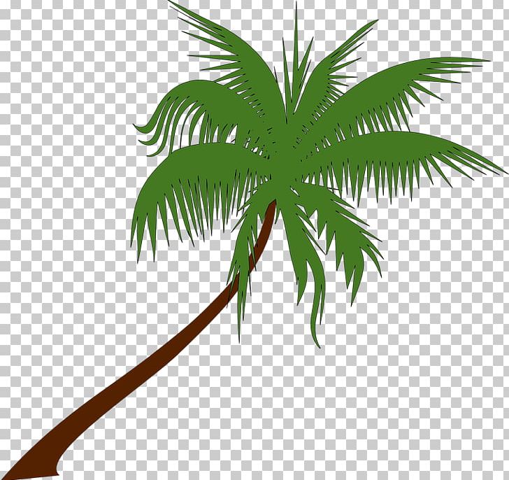 Arecaceae PNG, Clipart, Arecaceae, Arecales, Botany, Branch, Coconut Free PNG Download