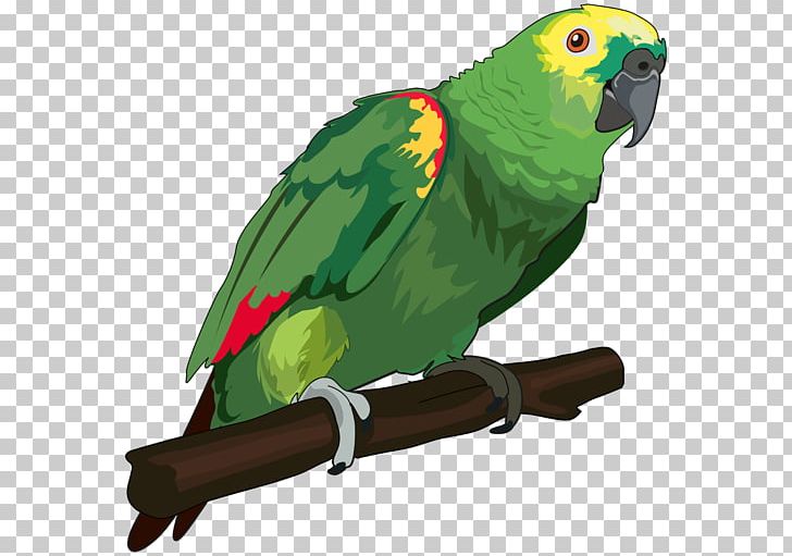 Bird True Parrot Vertebrate Animal Color PNG, Clipart, Animal, Animals, Aviva, Beak, Bird Free PNG Download