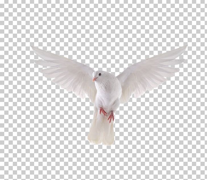 Columbidae Bird Stock Photography Release Dove PNG, Clipart, Animals, Beak, Bird, Can Stock Photo, Columbidae Free PNG Download