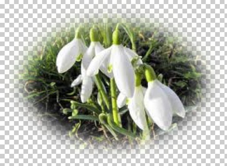 Flower Snowdrop Perce-neige Poinsettia Plant PNG, Clipart, Blog, Crocus, Daffodil, Flower, Galanthus Free PNG Download