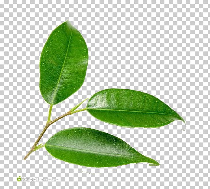 Leaf Green Tree Plant PNG, Clipart, Atmosphere, Background Green, Bladnerv, Download, Fall Leaves Free PNG Download