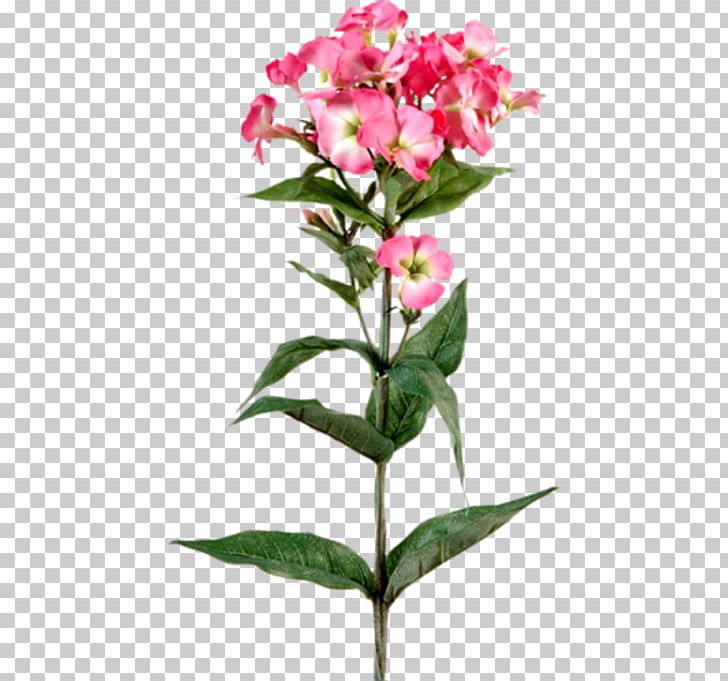Plant Stem Flower Phlox Herbaceous Plant Garden Roses PNG, Clipart, Blue, Buttercup, Cari, Cicekler, Color Free PNG Download