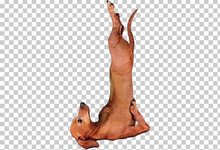 Yoga Dogs Dachshund Doga Asana PNG, Clipart, Adho Mukha Svanasana, Animal, Carnivoran, Dachshund, Dog Free PNG Download