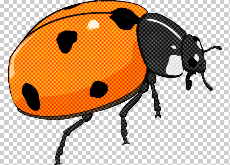 Ladybug PNG, Clipart, Beetle, Blister Beetles, Darkling Beetles, Insect, Ladybug Free PNG Download
