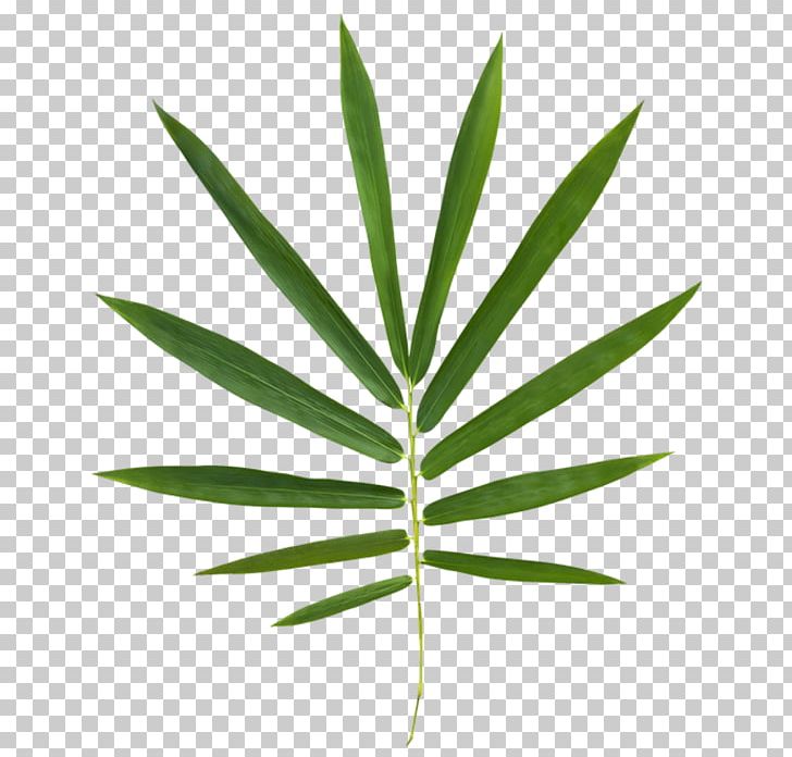 Arecaceae Stock Photography PNG, Clipart, Arecaceae, Arecales, Asian Pigeonwings, Flower, Grass Free PNG Download