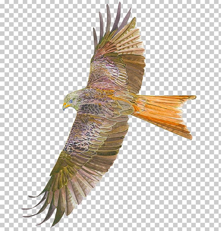 Bird Of Prey Accipitriformes Buzzard Hawk PNG, Clipart, Accipitriformes, Animal, Animals, Beak, Bird Free PNG Download