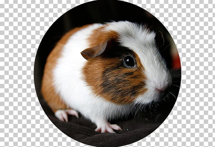 Guinea Pig Ferret Pocket Pet PNG, Clipart, Animal, Animals, Bedding, Cage, Cavia Free PNG Download