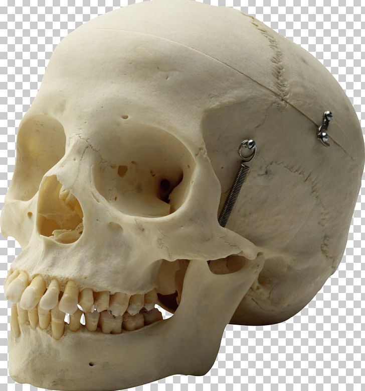 Human Skull Homo Sapiens Skeleton Head PNG, Clipart, Anatomy, Arroword, Bone, Brain, Calavera Free PNG Download