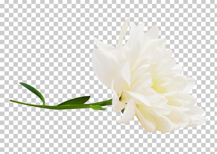 Petal Cut Flowers Plant Stem Flowering Plant PNG, Clipart, Cut Flowers, Flower, Flowering Plant, Fotki, Fotki Yandex Free PNG Download