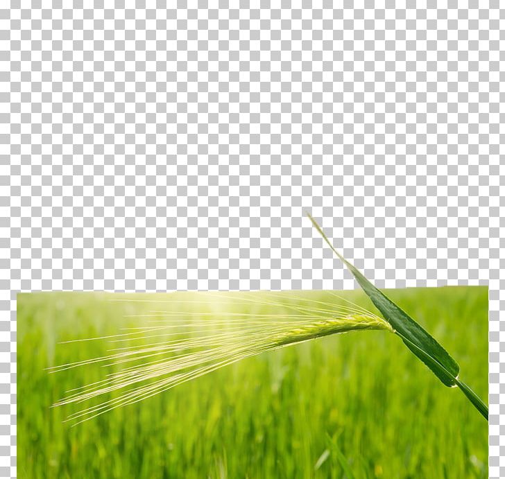 Rice Wheat Paddy Field PNG, Clipart, Agriculture, Background Green, Cereal, Computer Wallpaper, Crop Free PNG Download