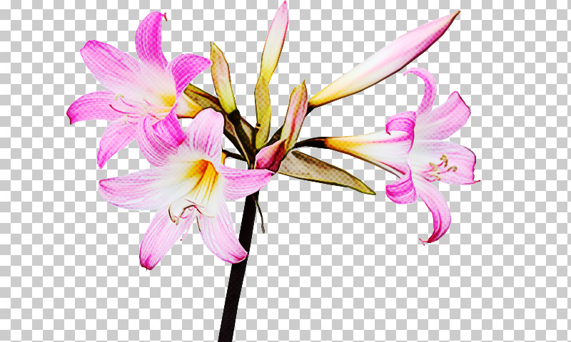 Flower Plant Petal Pink Pedicel PNG, Clipart, Amaryllis Belladonna, Amaryllis Family, Crinum, Cut Flowers, Erythronium Denscanis Free PNG Download
