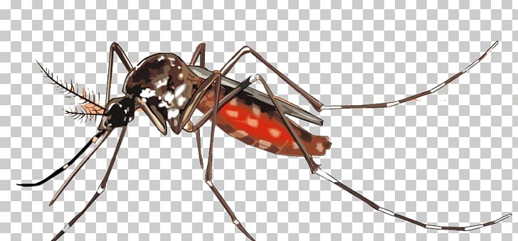 Yellow Fever Mosquito Chikungunya Virus Infection Dengue Fever Mosquito-borne Disease PNG, Clipart, Aedes, Arthropod, Asian Tiger Mosquito, Chikungunya Virus Infection, Dengue Fever Free PNG Download