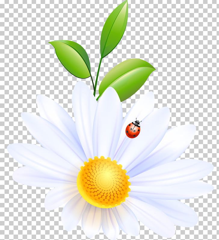 Flower Encapsulated PostScript PNG, Clipart, Chart, Chrysanthemum, Computer Wallpaper, Cut Flowers, Daisy Free PNG Download