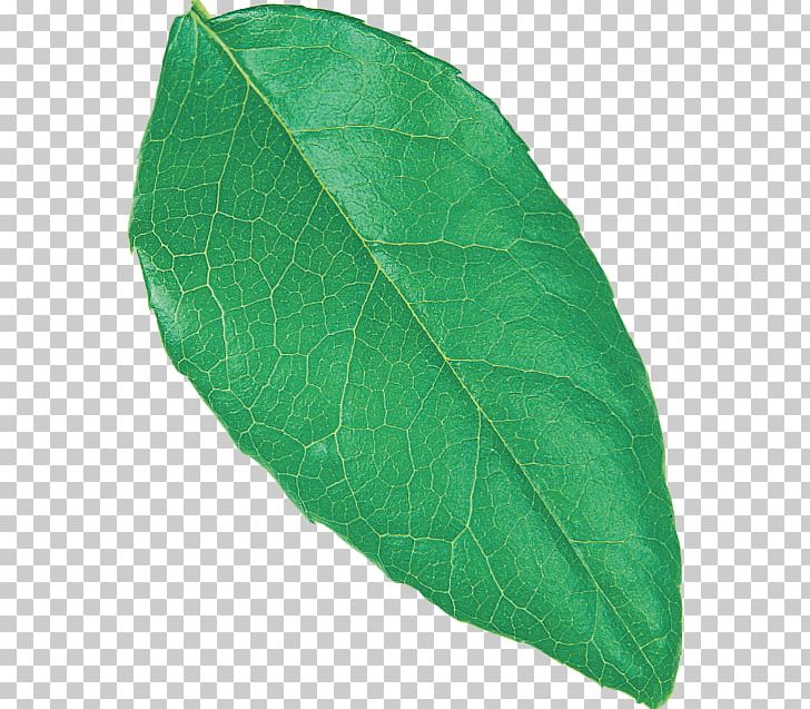 Plant Pathology Leaf PNG, Clipart, Leaf, Pathology, Plant, Plant Pathology Free PNG Download