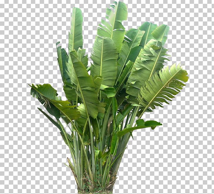 Plant Tropics PNG, Clipart, Arecales, Banana Leaf, Bird Of Paradise Flower, Editing, Encapsulated Postscript Free PNG Download