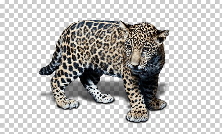 Snow Leopard Jaguar Cheetah Terrestrial Animal PNG, Clipart, Animal, Animal Figure, Big Cats, Carnivoran, Cat Like Mammal Free PNG Download
