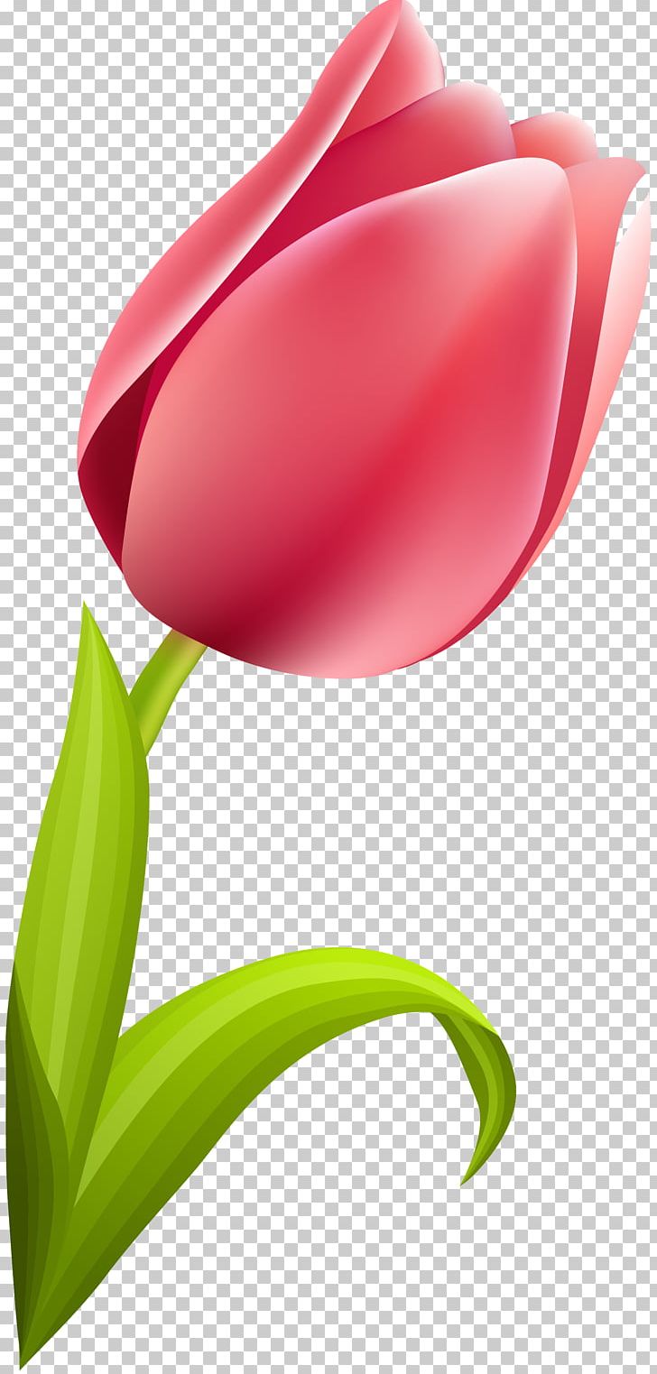 Tulip Flowering Plant Liliaceae PNG, Clipart, Closeup, Computer Wallpaper, Desktop Wallpaper, Flower, Flowering Plant Free PNG Download