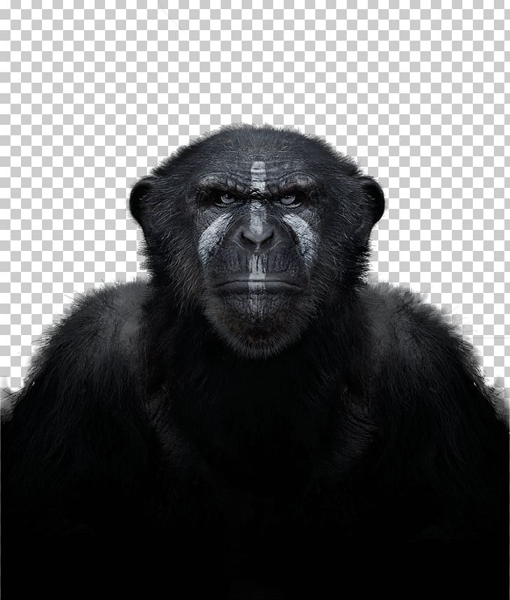Common Chimpanzee Western Gorilla Primate Monkey In The Wild PNG, Clipart, Animal, Animals, Ape, Black And White, Chimpanzee Free PNG Download