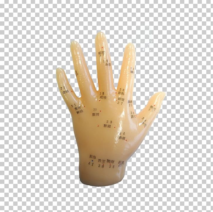 Hand Model Finger Glove Acupuncture PNG, Clipart, Acupuncture, Finger, Glove, Hand, Hand Model Free PNG Download