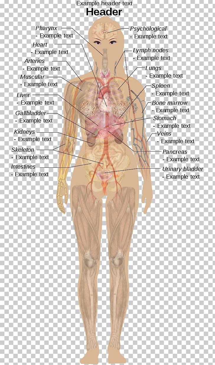 Diagram Of Human Organs Female : internal structure of human body