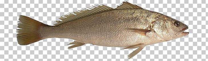Tilapia Fish Products Cod Drums PNG, Clipart, Animal Figure, Animals, Barramundi, Cod, Common Dentex Free PNG Download