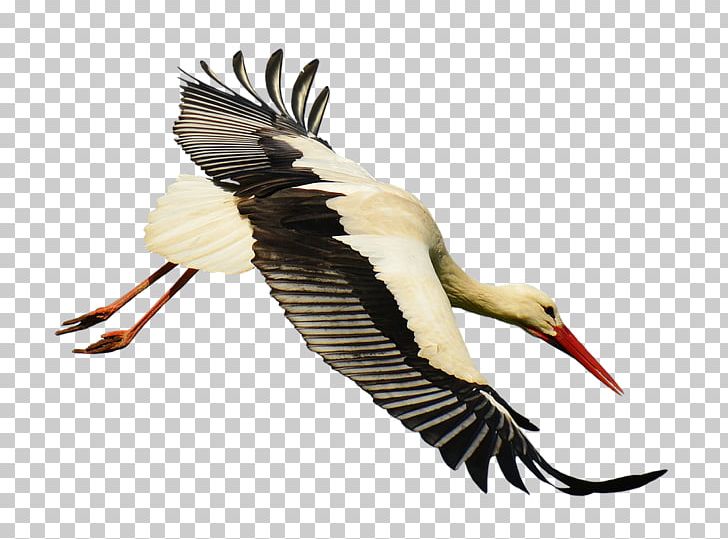 White Stork Bird Flight PNG, Clipart, Animals, Beak, Bird, Bird Flight, Ciconiiformes Free PNG Download