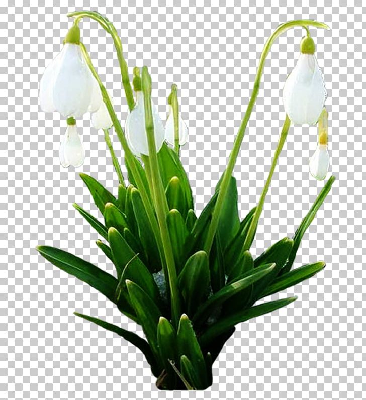 Snowdrop Spring Cut Flowers Plant Stem Floral Design PNG, Clipart, Amaryllis Family, Cut Flowers, Floral Design, Floristry, Flower Free PNG Download