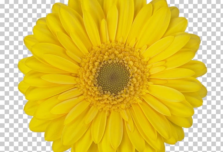 Transvaal Daisy Common Sunflower Cut Flowers Sunflower Seed Watercolor Painting PNG, Clipart, Assortment Strategies, Chrysanthemum, Chrysanths, Color, Common Sunflower Free PNG Download