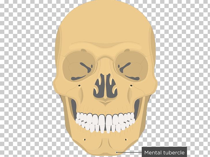 Vomer Nasal Bone Nasal Concha Lacrimal Bone PNG, Clipart, Anatomy, Anterior Superior Alveolar Nerve, Bone, Ethmoid Bone, Face Free PNG Download