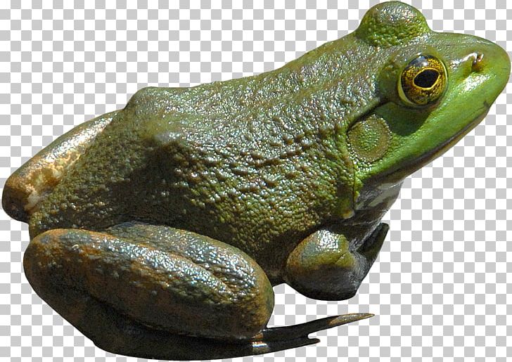 American Bullfrog Amphibian Lithobates Clamitans PNG, Clipart, American Bullfrog, American Green Tree Frog, Amphibian, Animals, Batrachia Free PNG Download