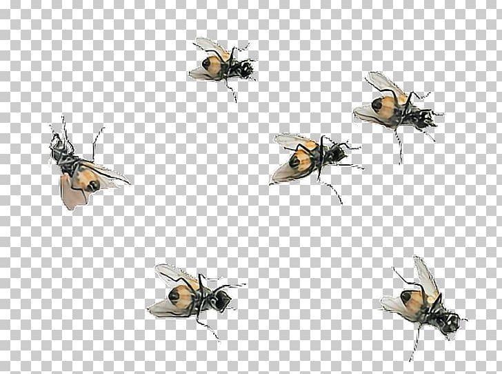 Honey Bee Fly Insect PicsArt Photo Studio PNG, Clipart, Animal, Arthropod, Bee, Biology, Computer Icons Free PNG Download