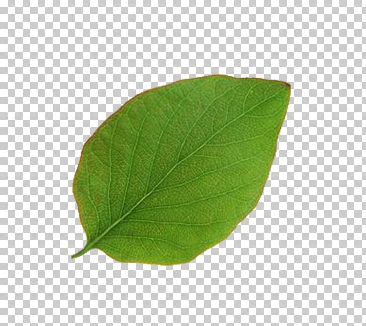 Leaf Plant Pathology PNG, Clipart, Autumn Leaves, Banana Leaves, Blade, Fall Leaves, Leaf Free PNG Download