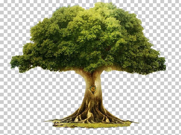 Tree Of Life Extraterrestrial Life Root PNG, Clipart, Branch, Business, Earth, Extraterrestrial Life, Gift Free PNG Download