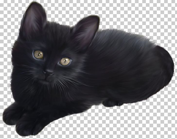 black himalayan cats