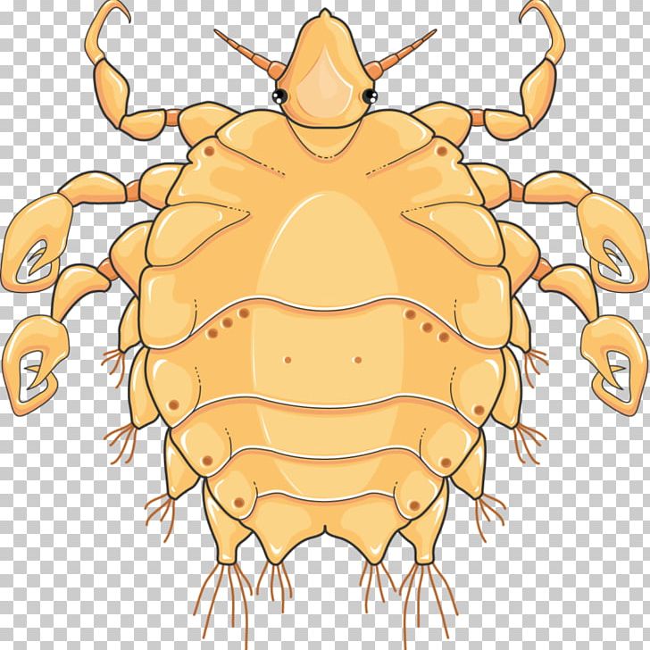 Crab Louse Dungeness Crab Phthirus Pubis Infestation Infectious Disease PNG, Clipart, Art, Arthropod, Artwork, Claw, Crab Free PNG Download