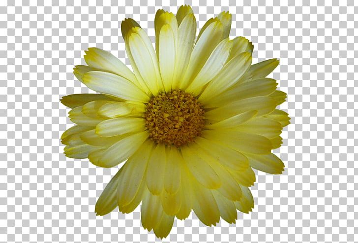 Flower German Chamomile Glebionis Coronaria PNG, Clipart, Annual Plant, Aster, Blanket Flower, Calendula, Chamaemelum Free PNG Download