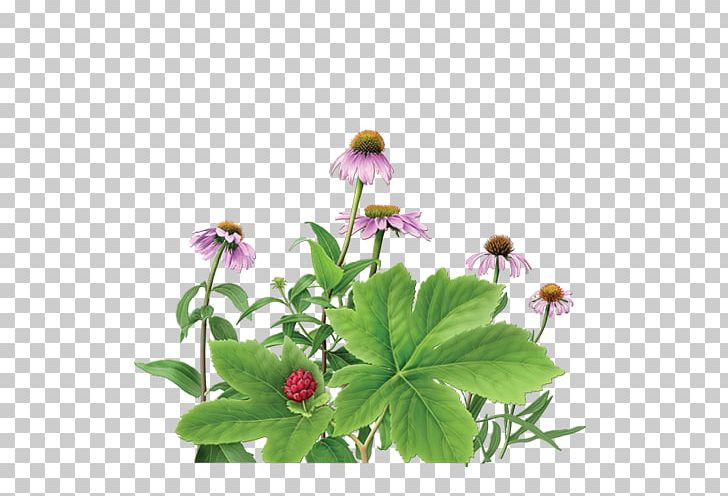 Herbal Tea Purple Coneflower Goldenseal PNG, Clipart, Annual Plant, Bitters, Camellia Sinensis, Chamomile, Coneflower Free PNG Download