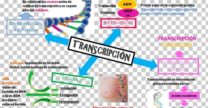 Human Genome Project DNA Replication Transcription Genetics PNG, Clipart, Area, Brand, Diabetes Mellitus, Diagram, Dna Free PNG Download