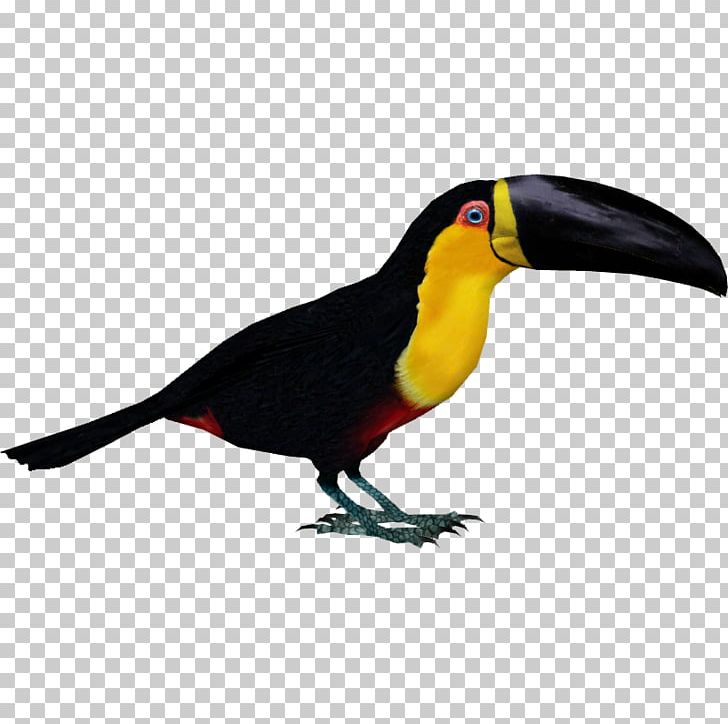 Zoo Tycoon 2 Bird Toucan Parrot Woodpecker PNG, Clipart, Animals, Beak, Bird, Channelbilled Toucan, Dinosaur Free PNG Download