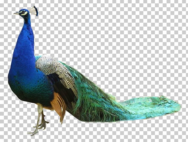 Bird Peafowl PNG, Clipart, Animals, Beak, Bird, Computer Icons, Desktop Wallpaper Free PNG Download