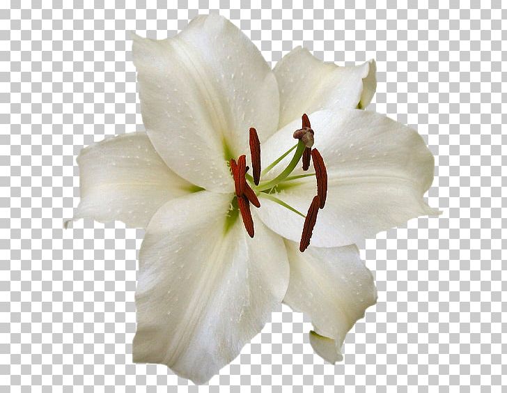 Cut Flowers Orchids Lilium PNG, Clipart, Amaryllis Belladonna, Cari, Cut Flowers, Desktop Wallpaper, Drawing Free PNG Download